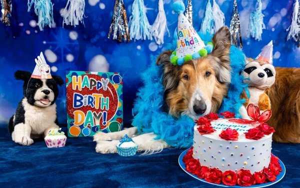 Animal Dog Dogs Birthday HD Wallpaper | Background Image