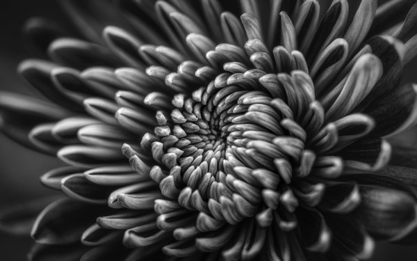 Earth Chrysanthemum Flowers Black & White Macro HD Wallpaper | Background Image