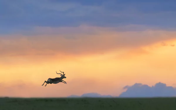 Animal Impala HD Desktop Wallpaper | Background Image