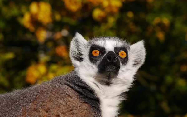 Animal lemur HD Desktop Wallpaper | Background Image