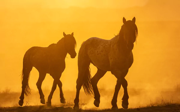 foal Animal horse HD Desktop Wallpaper | Background Image