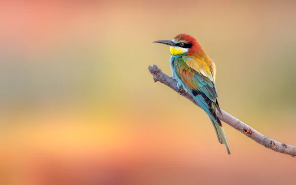 Animal bee-eater HD Desktop Wallpaper | Background Image