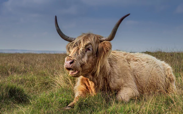 cow Animal highland cattle HD Desktop Wallpaper | Background Image