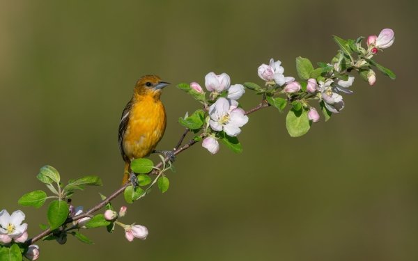 Animal Oriole Birds Baltimore Oriole HD Wallpaper | Background Image