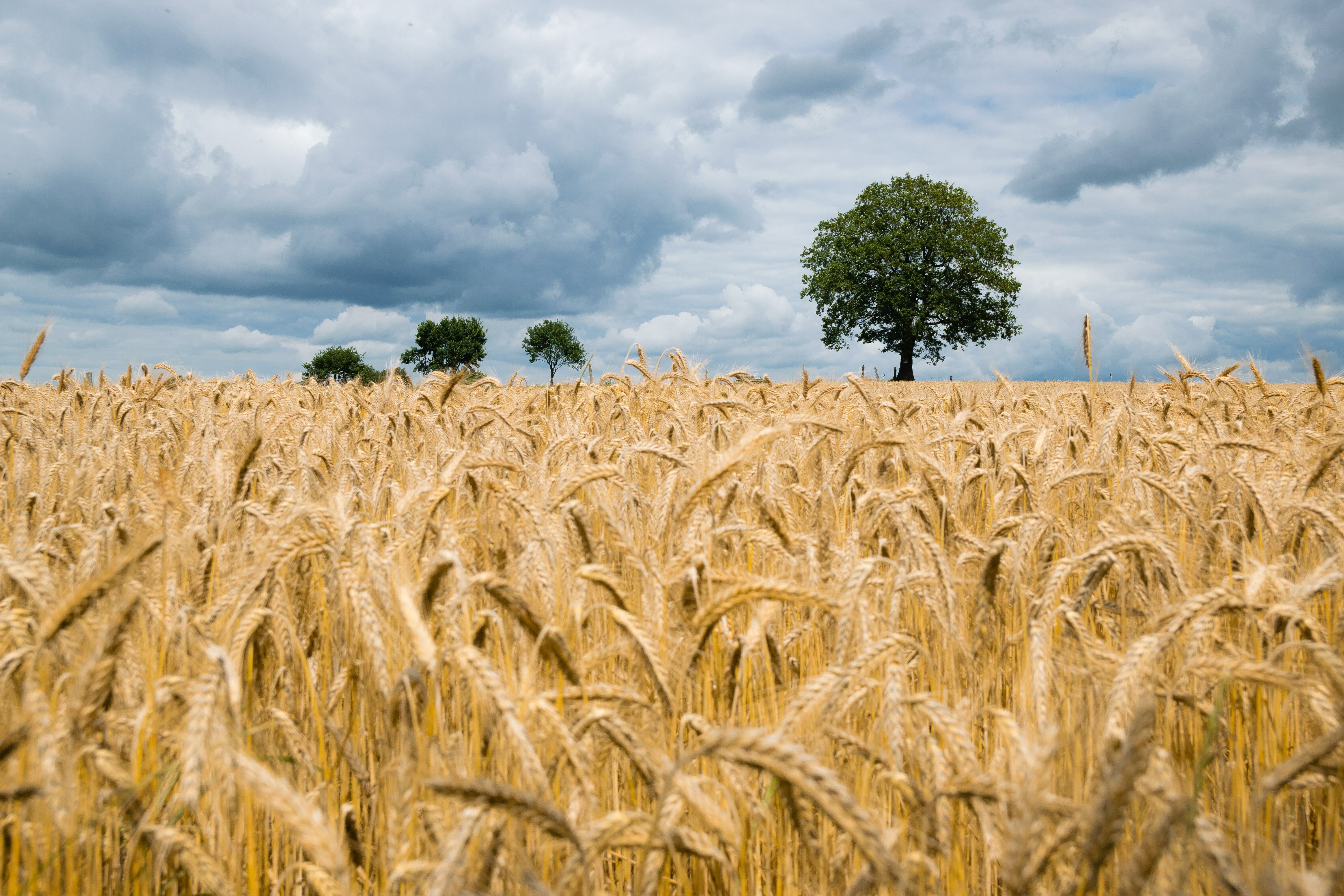 Nature Wheat HD Wallpaper | Background Image