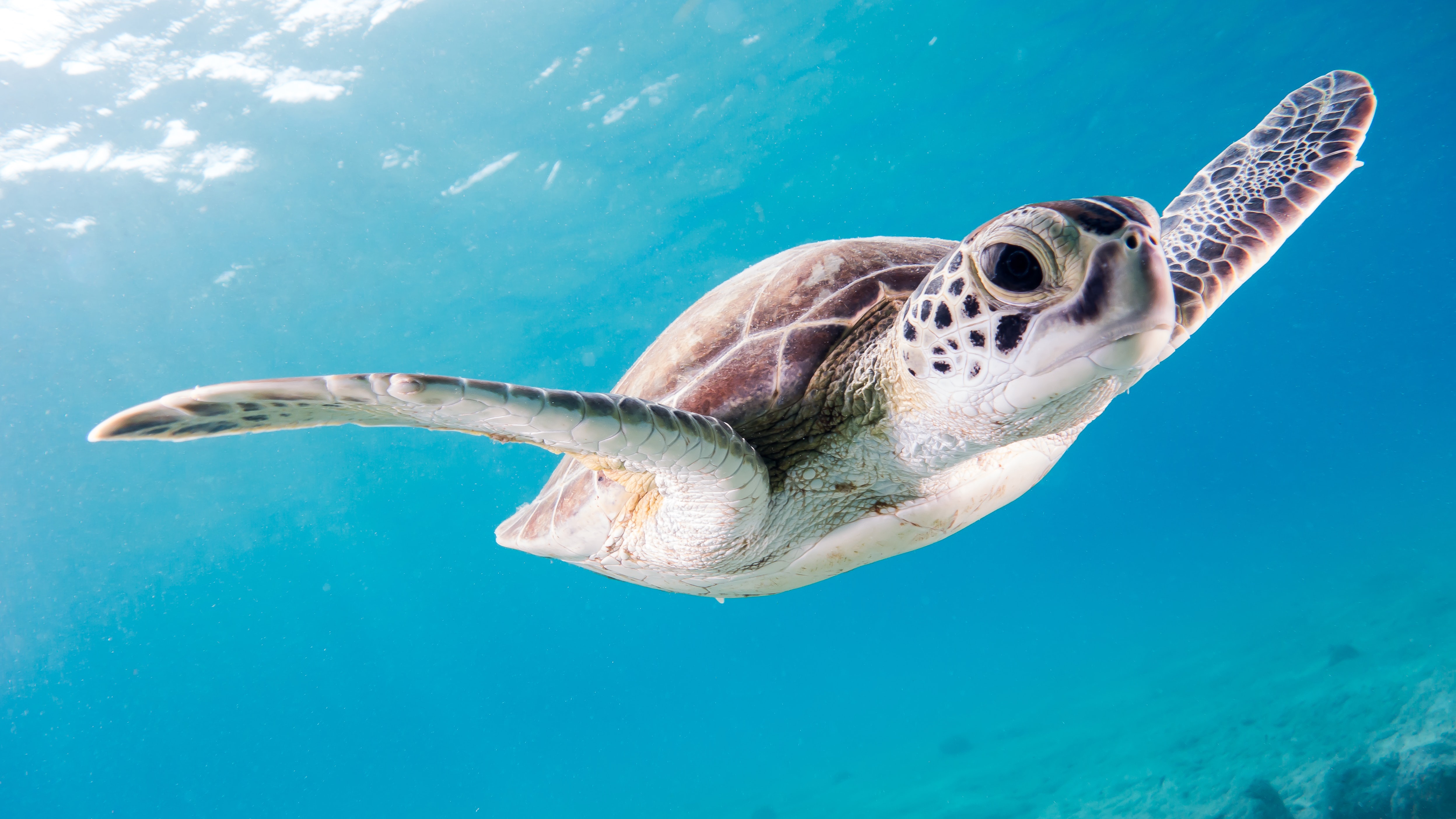Плавающая в море черепаха 5. Морские обитатели. Морская черепашка. Морская черепаха плывет. Черепаха плавает.