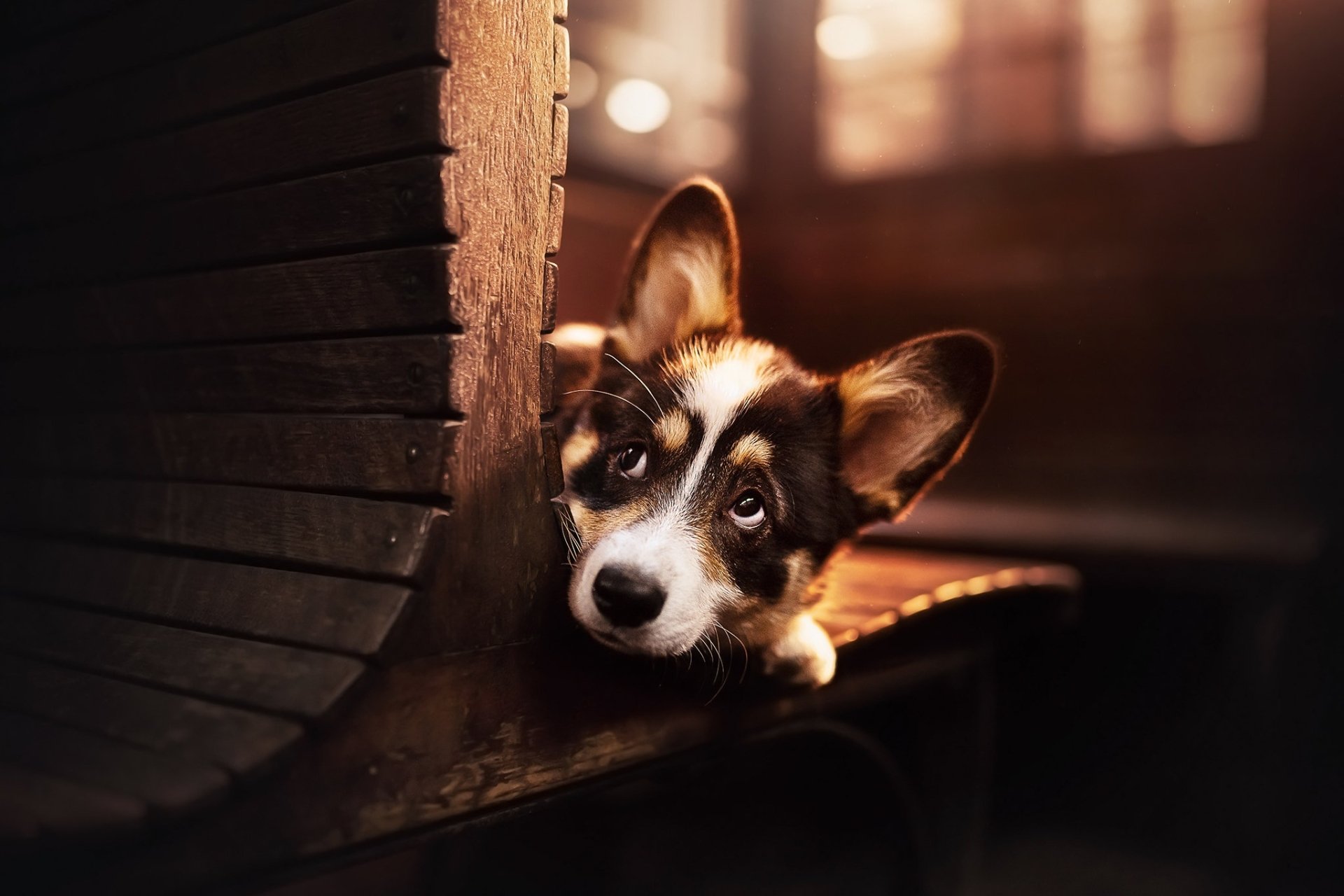 Download Animal Dog HD Wallpaper | 2048x1365 | Wallpaper Abyss