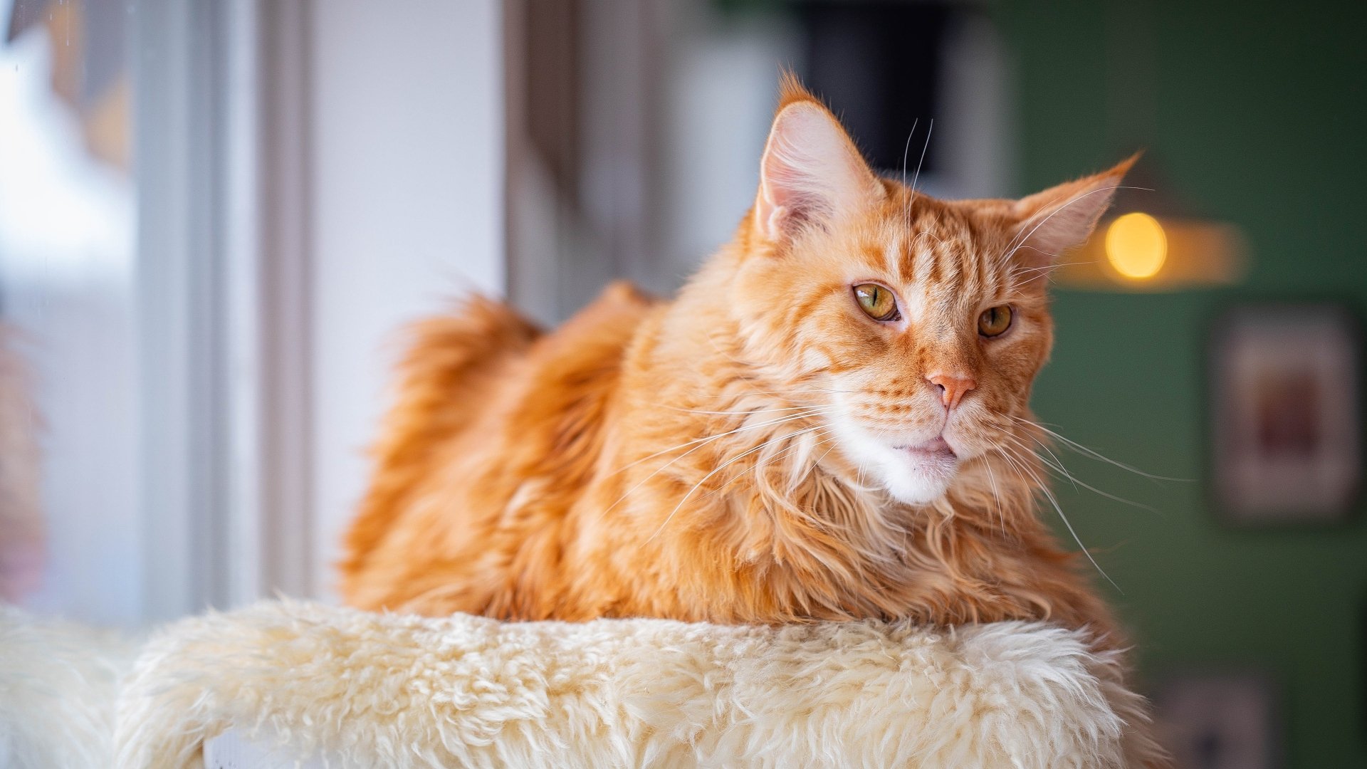 Download Cat Animal Maine Coon 4k Ultra HD Wallpaper