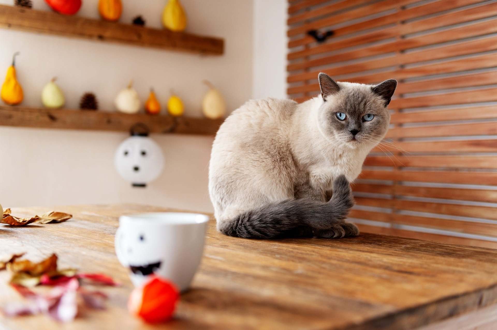 Download Animal Siamese Cat HD Wallpaper