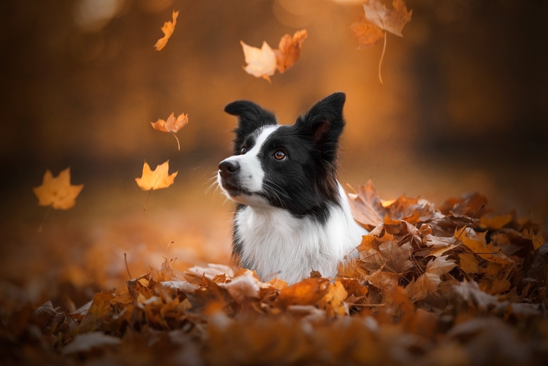 Download Animal Border Collie HD Wallpaper