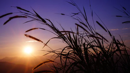  Reeds in the twilight by 阿祝