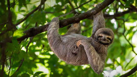  Brown-throated three-toed sloth in Manuel Antonio National Park, Costa Rica by Lukas Kovarik