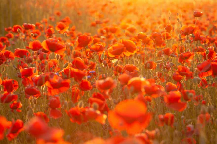 red flower nature poppy HD Desktop Wallpaper | Background Image