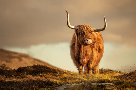 cow Animal highland cattle HD Desktop Wallpaper | Background Image