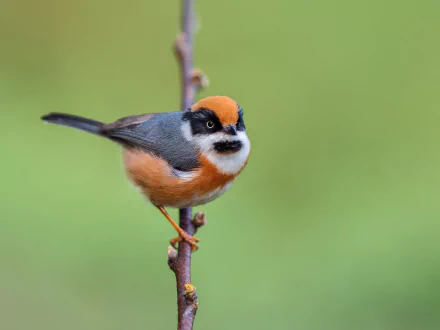 A black-throated tit perched on a branch, captured in sharp detail with vibrant colors, displayed as a 4K Ultra HD PC desktop wallpaper background.
