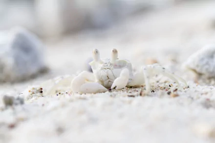 Animal crab HD Desktop Wallpaper | Background Image
