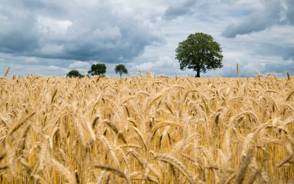 summer nature wheat HD Desktop Wallpaper | Background Image
