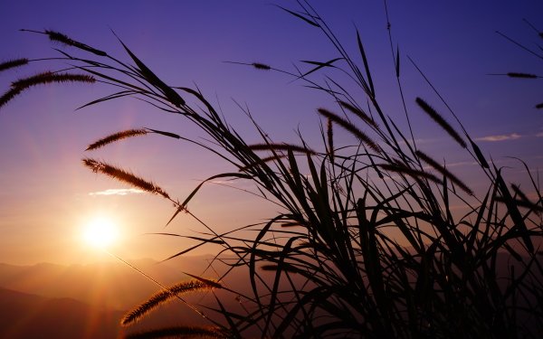 Nature Grass Sunset HD Wallpaper | Background Image