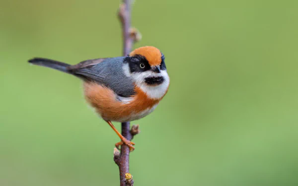 A black-throated tit perched on a branch, captured in sharp detail with vibrant colors, displayed as a 4K Ultra HD PC desktop wallpaper background.