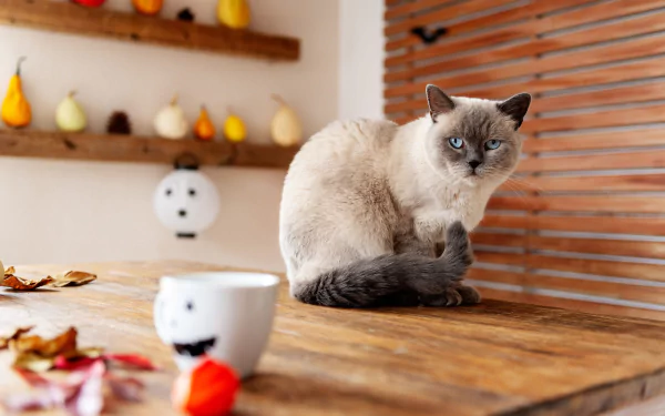 Animal siamese cat HD Desktop Wallpaper | Background Image