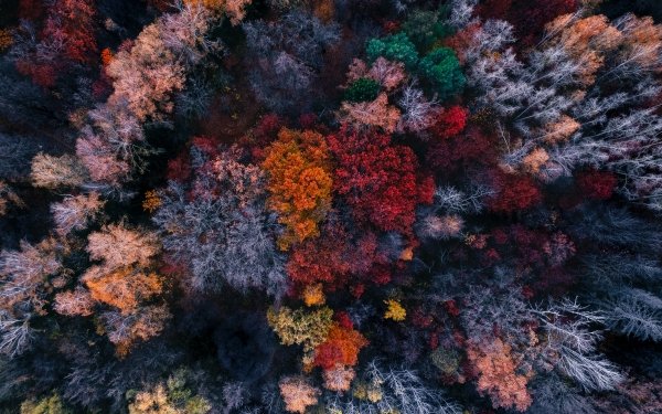 Photography Aerial Forest HD Wallpaper | Background Image