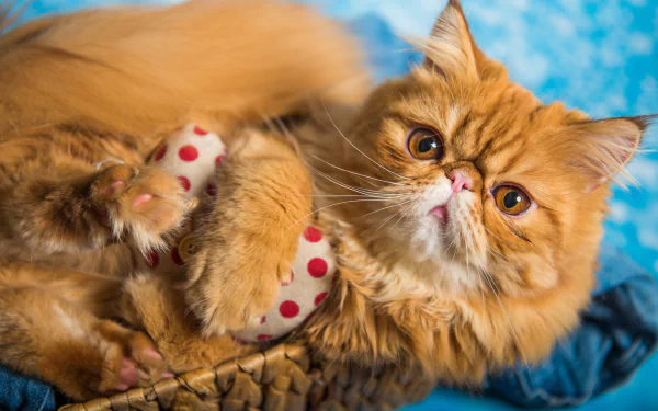 Animal persian cat HD Desktop Wallpaper | Background Image