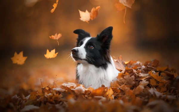 HD desktop wallpaper featuring a black and white Border Collie surrounded by autumn leaves with a softly blurred brown background.