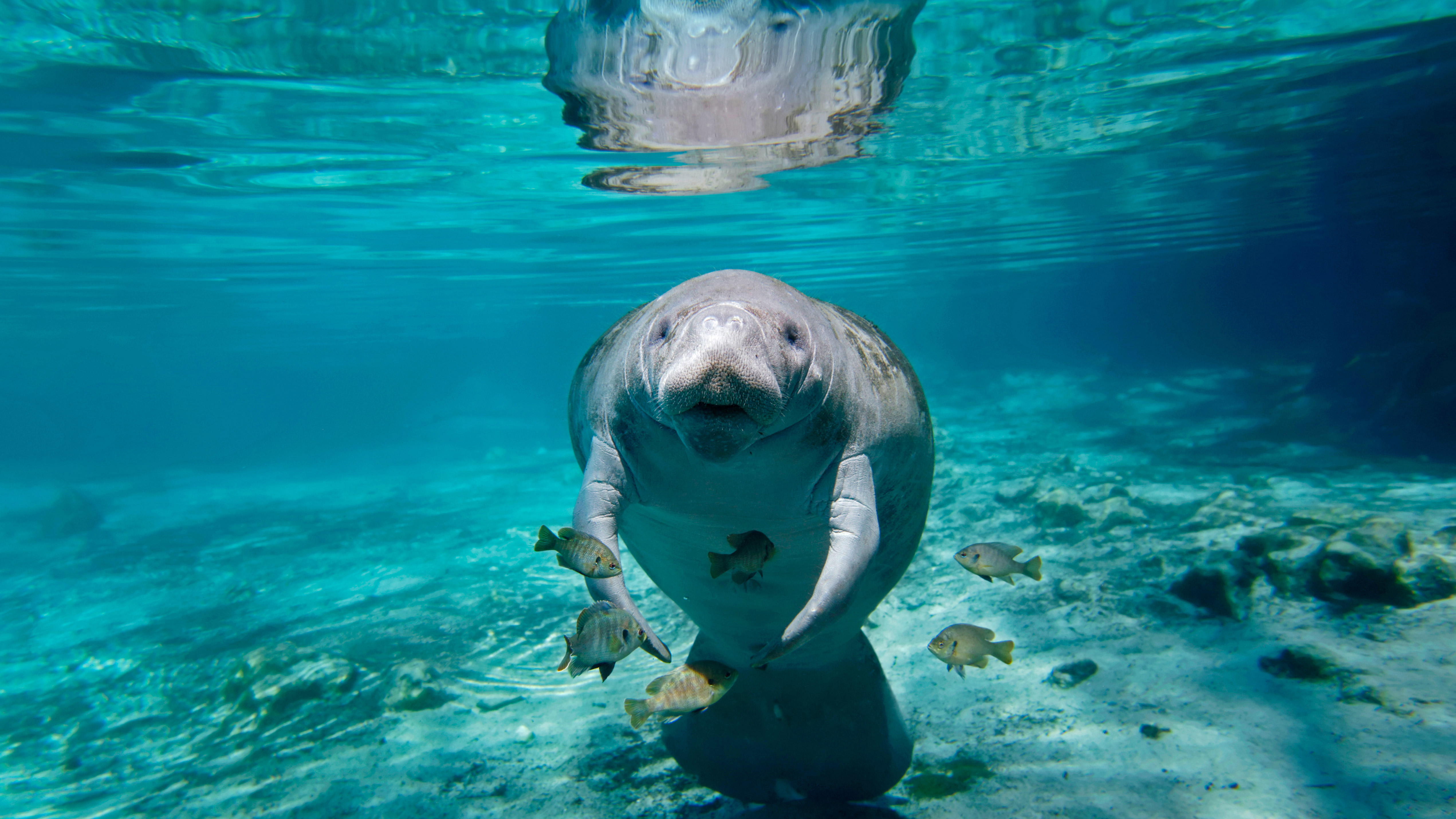 Manatee in Florida by Paul E Tessier