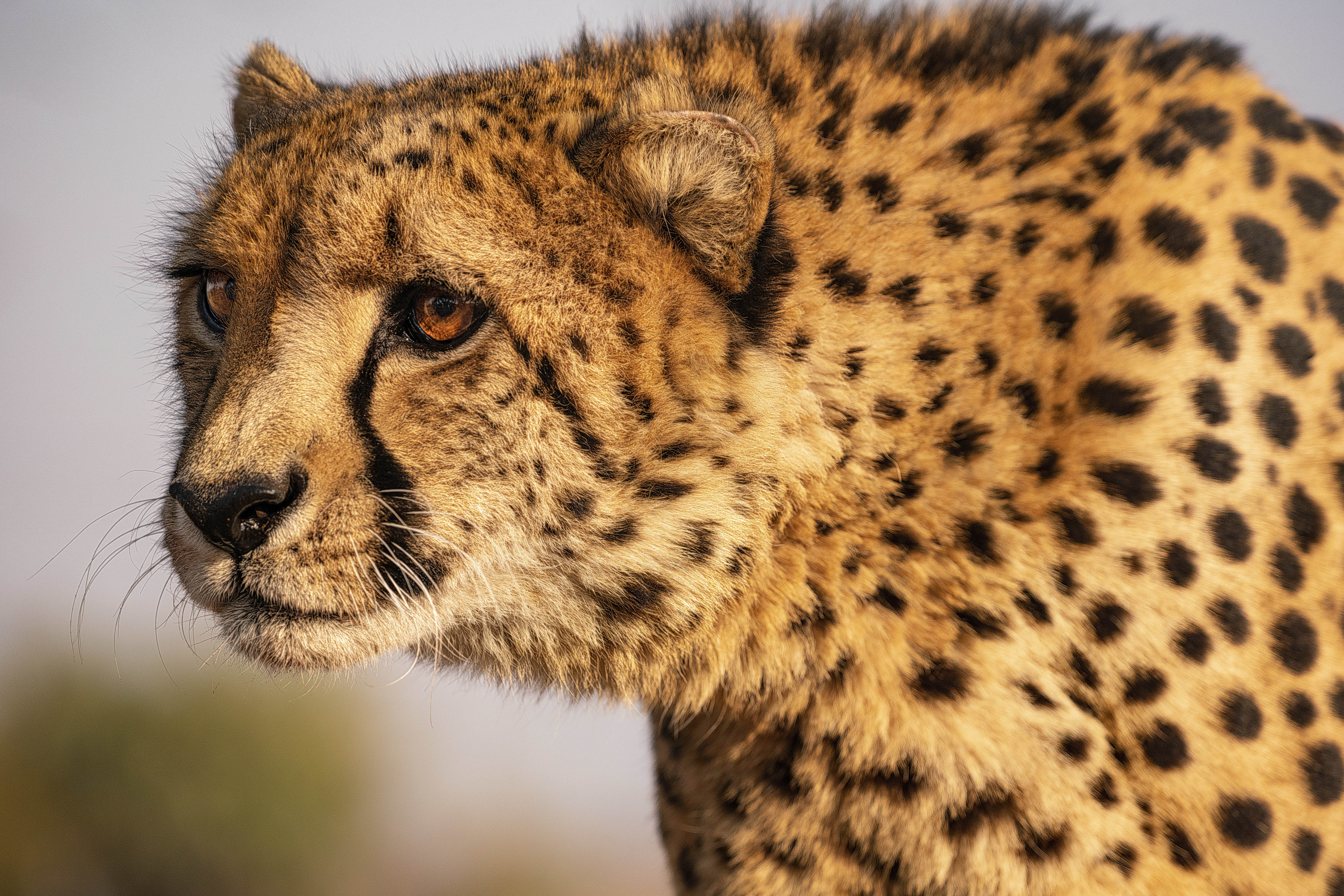 Cheetah 4k Ultra HD Wallpaper