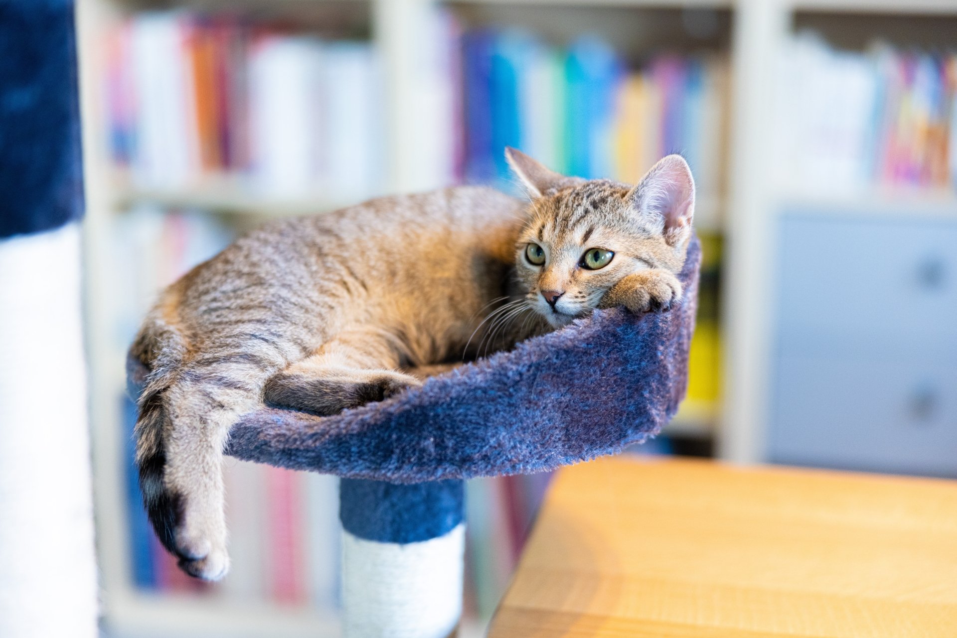 Download Tabby Cat Animal Cat 8k Ultra HD Wallpaper