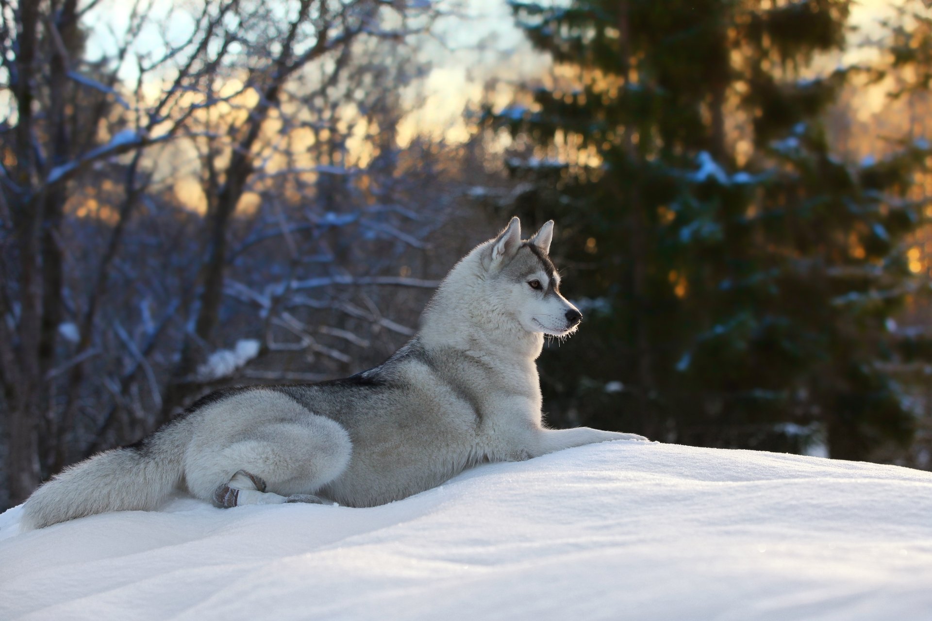 Husky resting on a snowy ridge at sunset, framed by snow-laden trees — 2K Quad HD PC desktop wallpaper and background.