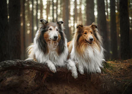 Animal shetland sheepdog HD Desktop Wallpaper | Background Image