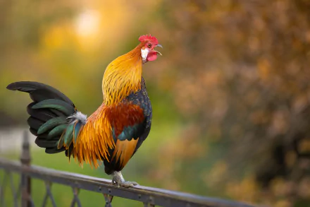 Animal rooster HD Desktop Wallpaper | Background Image
