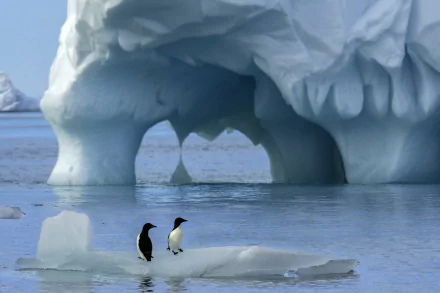 Antarctica Animal penguin HD Desktop Wallpaper | Background Image