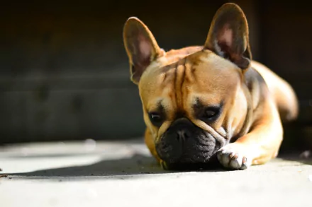 HD PC desktop wallpaper featuring a close-up of a resting French bulldog with light brown fur in soft natural light.
