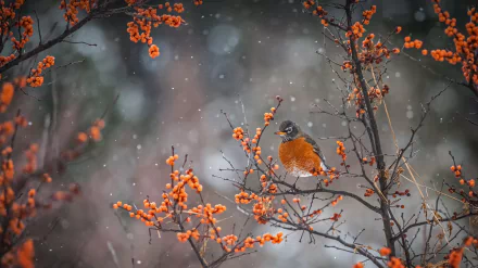  American robin perched on a branch in Canada