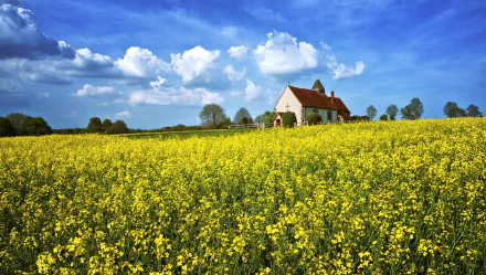 HD PC desktop wallpaper: a small church sits beyond a vast yellow rapeseed field beneath a bright blue sky, a serene religious countryside background.