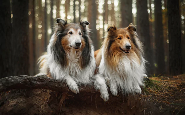 Animal shetland sheepdog HD Desktop Wallpaper | Background Image
