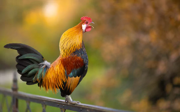 Animal rooster HD Desktop Wallpaper | Background Image