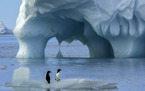 Animal Penguin Birds Penguins Antarctica HD Wallpaper | Background Image