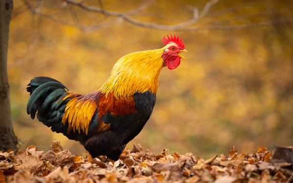 Animal rooster HD Desktop Wallpaper | Background Image