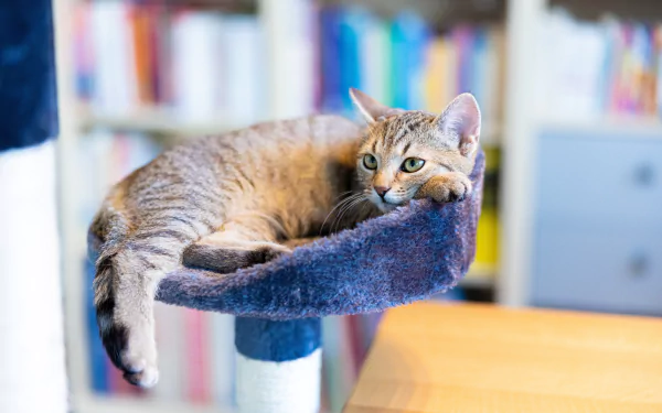tabby cat Animal cat HD Desktop Wallpaper | Background Image