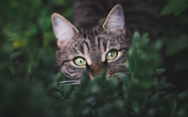 tabby cat stare Animal cat HD Desktop Wallpaper | Background Image