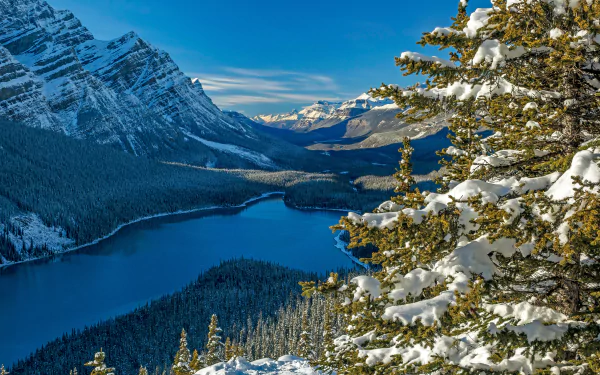 peyto lake Canada lake nature banff national park HD Desktop Wallpaper | Background Image