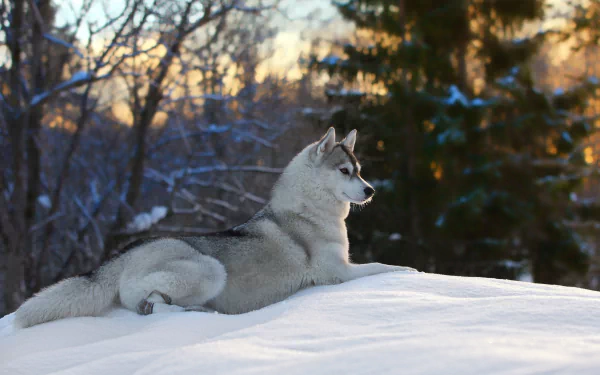 Husky resting on a snowy ridge at sunset, framed by snow-laden trees — 2K Quad HD PC desktop wallpaper and background.