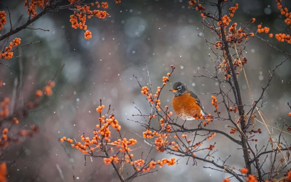 Animal American robin Birds Passerines Bird HD Wallpaper | Background Image