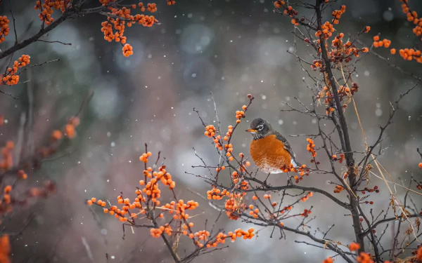  American robin perched on a branch in Canada