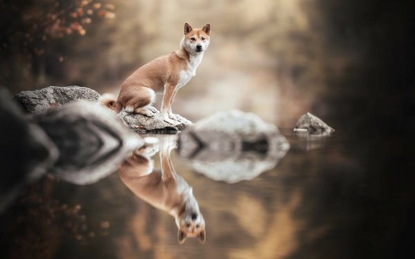 Animal Shiba Inu Dogs Reflection HD Wallpaper | Background Image