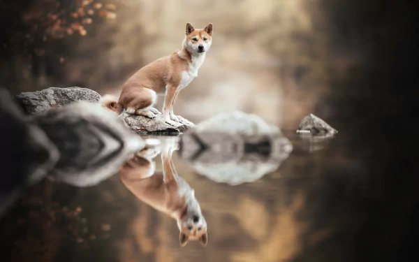 reflection Animal shiba inu HD Desktop Wallpaper | Background Image