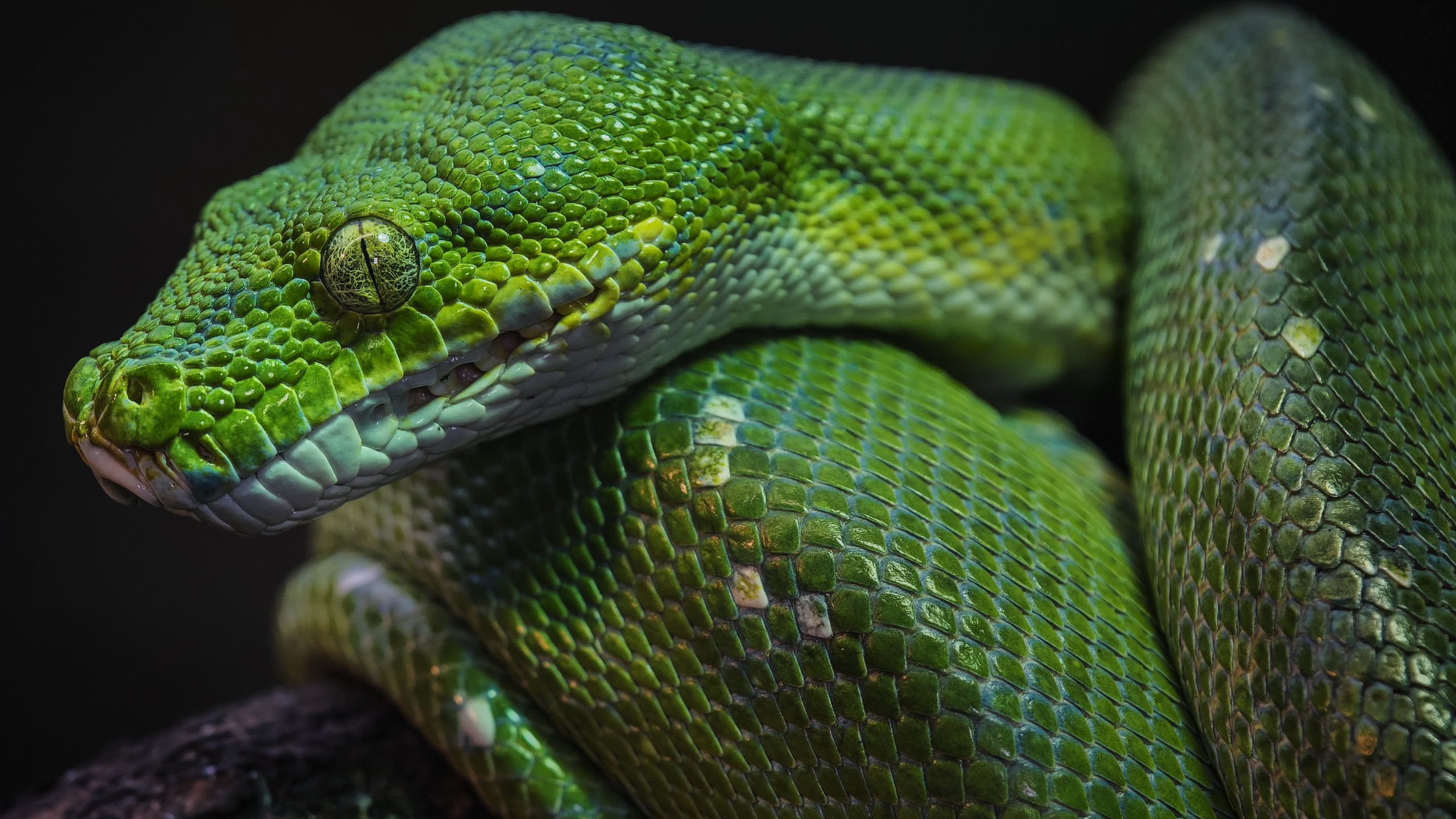 Download Tree Python Snake Animal Python HD Wallpaper Download Tree Python Snake Animal Python HD Wallpaper